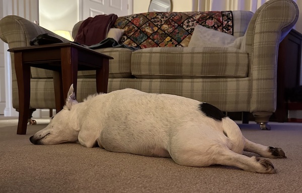 An image of Pup, the Jack Russell Terrier. She's quite old and lumpy now. She is fast asleep on the floor and looks a bit like a loaf of bread.